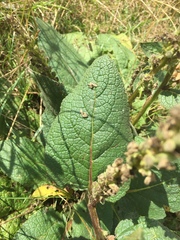 Verbascum nigrum