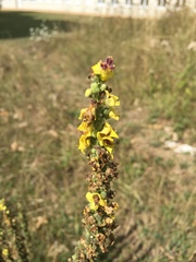 Verbascum nigrum