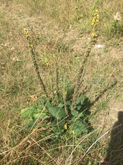 Verbascum nigrum