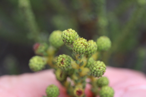 Image of Redleg Kolkol (Berzelia abrotanoides) by no rights reserved