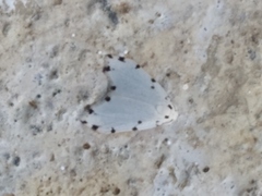 Metaemene circumpunctata