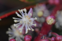 Angiospermae