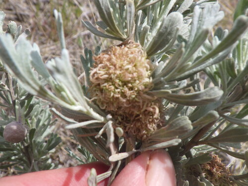 Unknown species found near Avimor, ID 83714, USA - Whistle Pig Trail