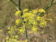 Foeniculum vulgare