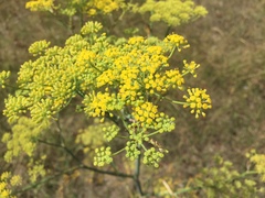 Foeniculum vulgare