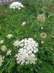 Daucus carota