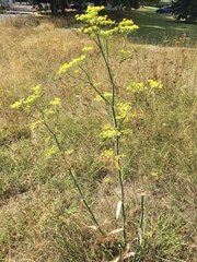 Foeniculum vulgare