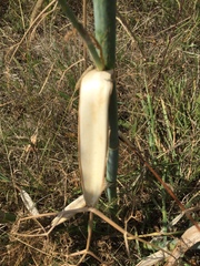 Foeniculum vulgare