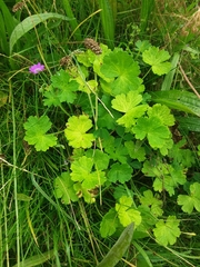 Geranium pyrenaicum