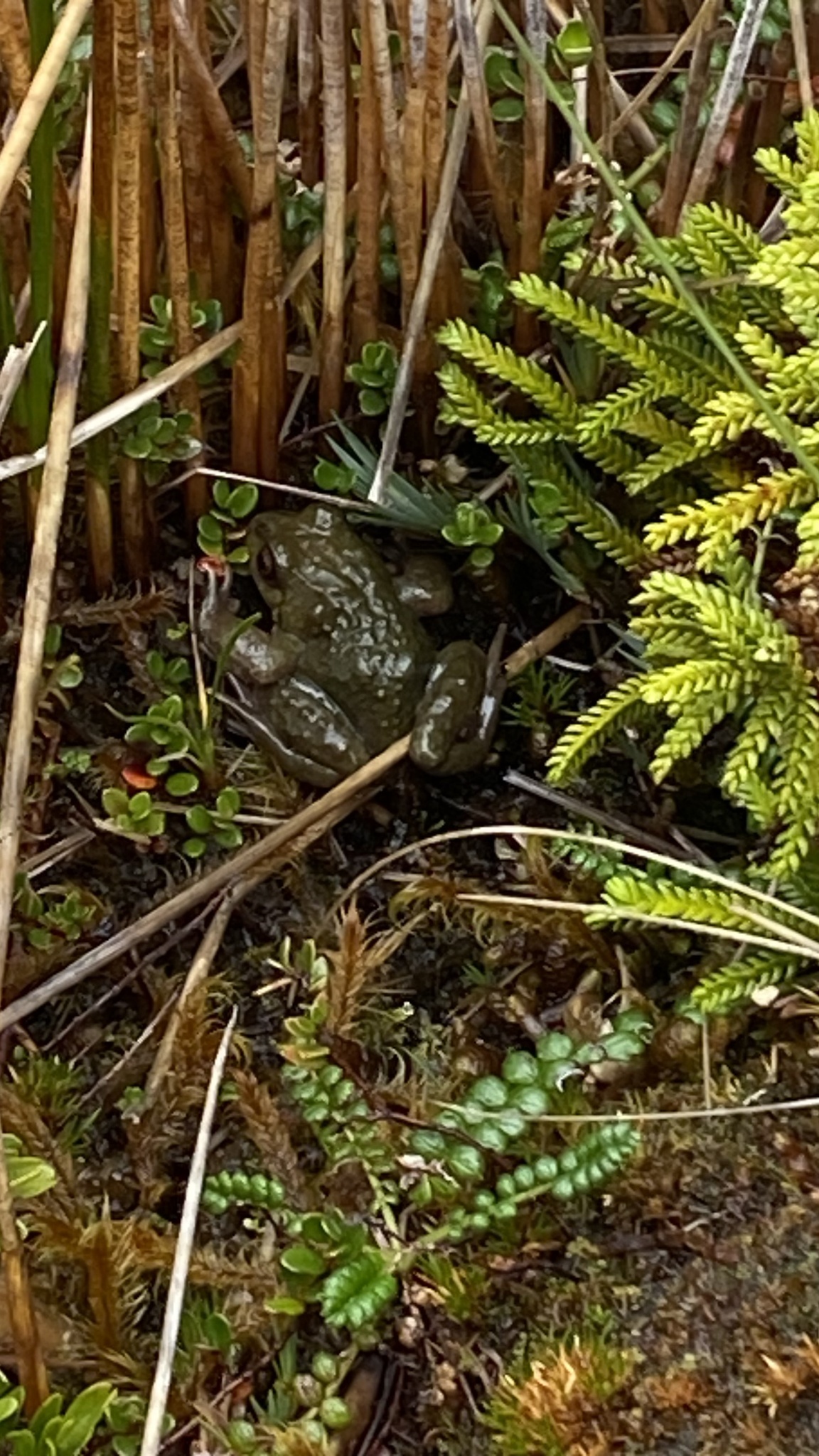 Puerto Eden Frog photo 4