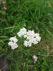 Achillea millefolium