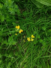 Lotus corniculatus