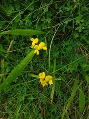Lotus corniculatus