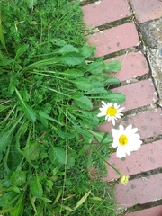 Leucanthemum vulgare