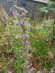 Echium vulgare