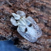 Eastern Sycamore Lace Bug - Photo (c) Cecile Roux, some rights reserved (CC BY-NC), uploaded by Cecile Roux