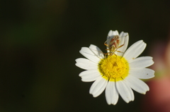 Calocoris roseomaculatus