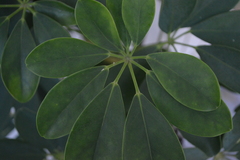 Angiospermae
