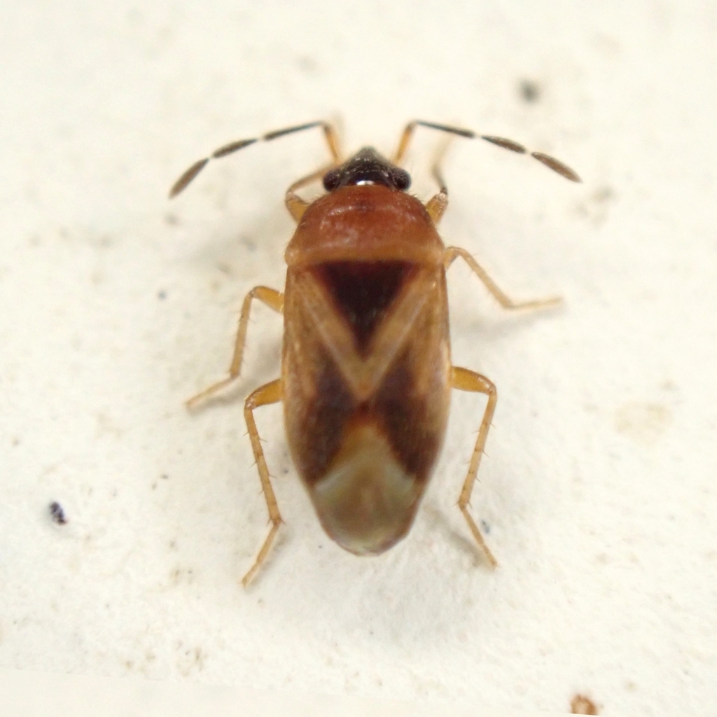 Valtissius distinctus