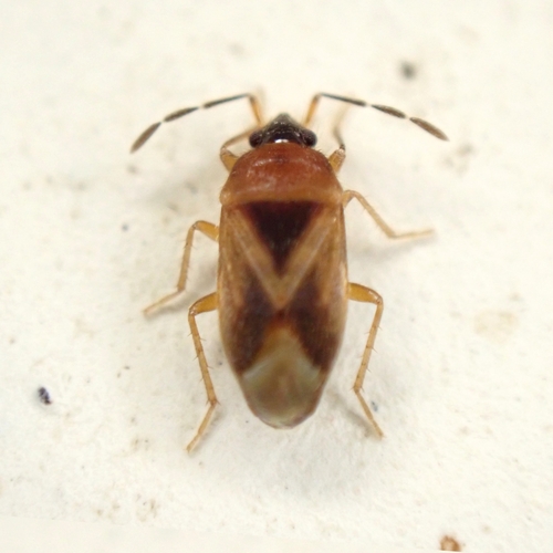 Valtissius distinctus
