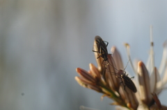 Horistus orientalis