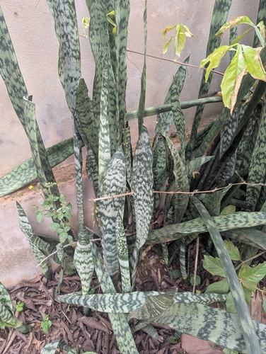 Snake Plant