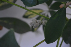 Angiospermae