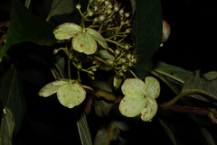 Hydrangea longifolia