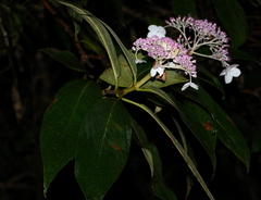 Hydrangea longifolia