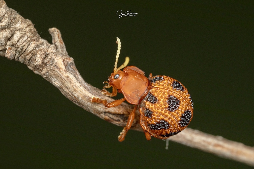 Tortoise and Hispine Beetles