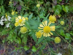 Helenium autumnale
