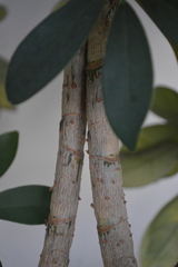 Angiospermae