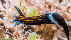 Roboastra gracilis