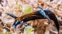 Roboastra gracilis