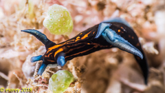 Roboastra gracilis