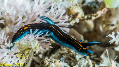Roboastra gracilis