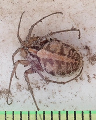Ammoxenus