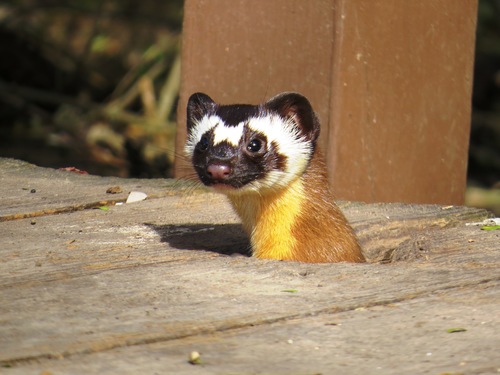 Long-tailed Weasel