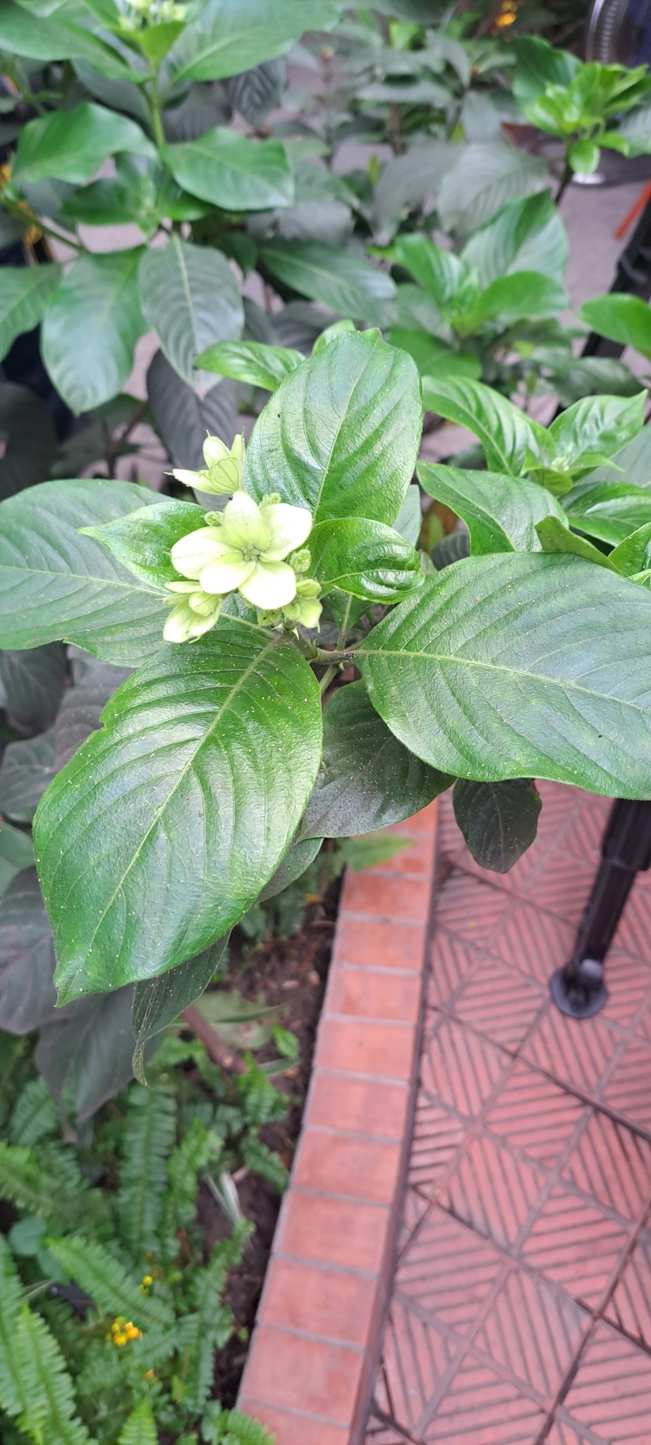 Mussaenda philippica — ảnh 3