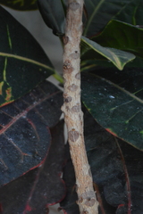 Angiospermae