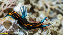 Roboastra gracilis