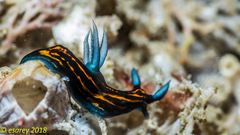 Roboastra gracilis