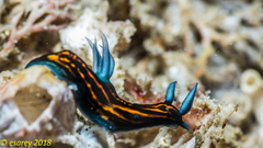 Roboastra gracilis