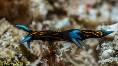 Roboastra gracilis