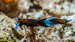 Roboastra gracilis