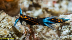 Roboastra gracilis
