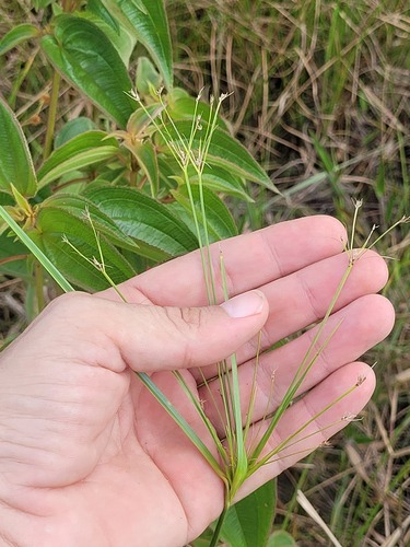 Rhynchospora triflora observed 2025-04-25