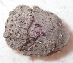 Nerthra grandicollis