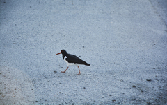 Haematopus ostralegus