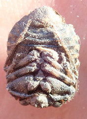 Nerthra grandicollis